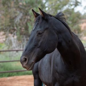 Buzz, Senior Male unknown