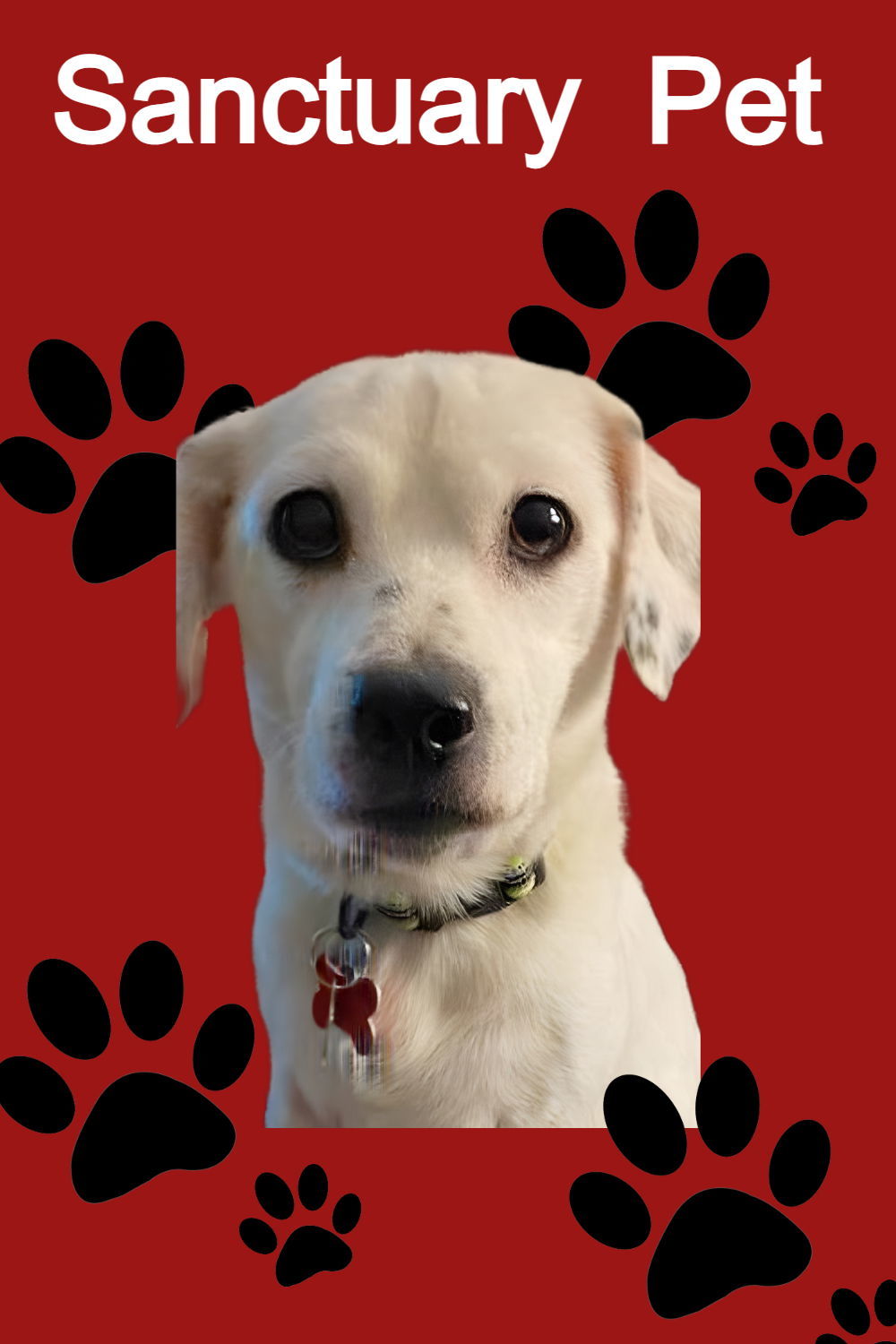 Ivy Grandma Great, an adoptable Jack Russell Terrier in Cuba, NY, 14727 | Photo Image 1