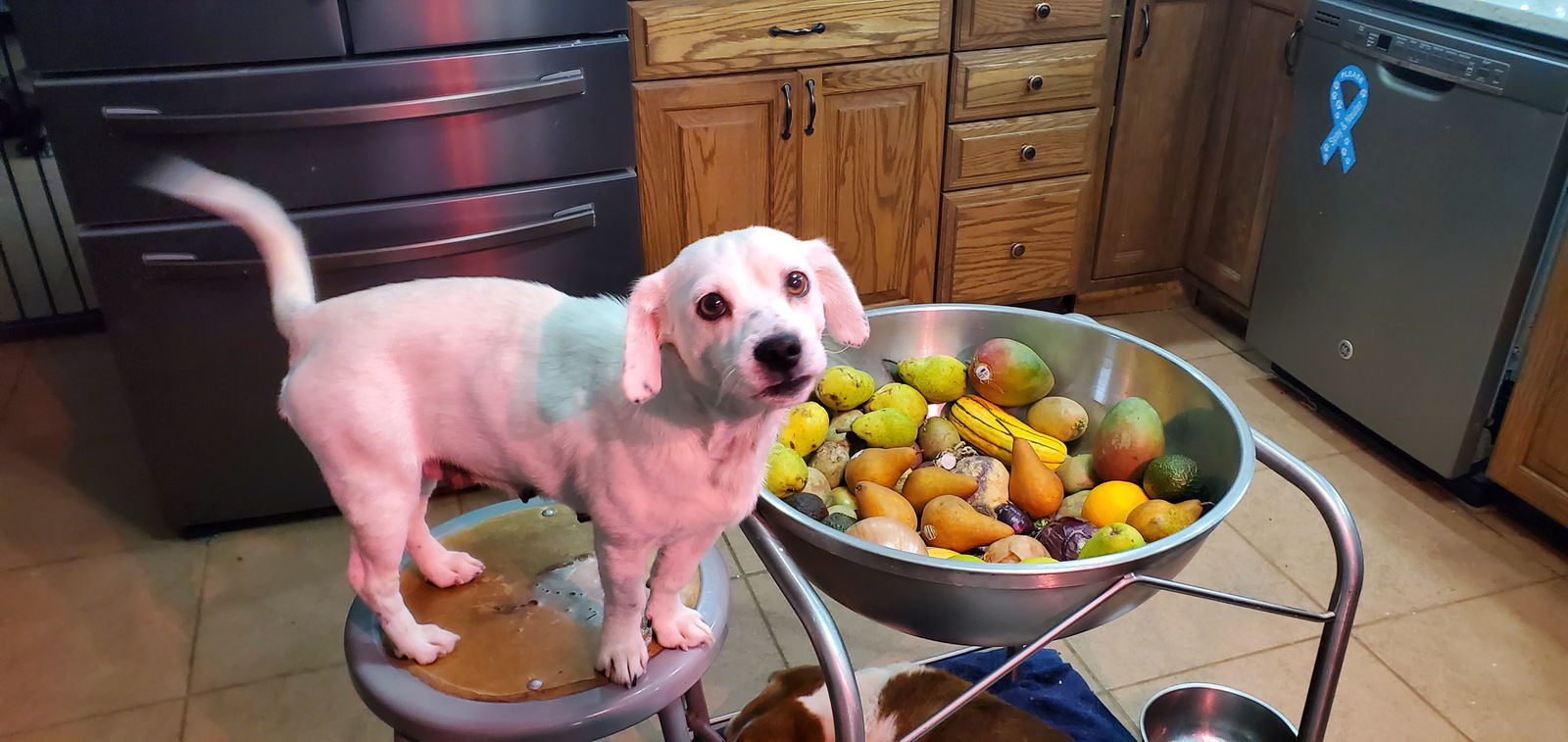 Ivy Grandma Great, an adoptable Jack Russell Terrier in Cuba, NY, 14727 | Photo Image 3