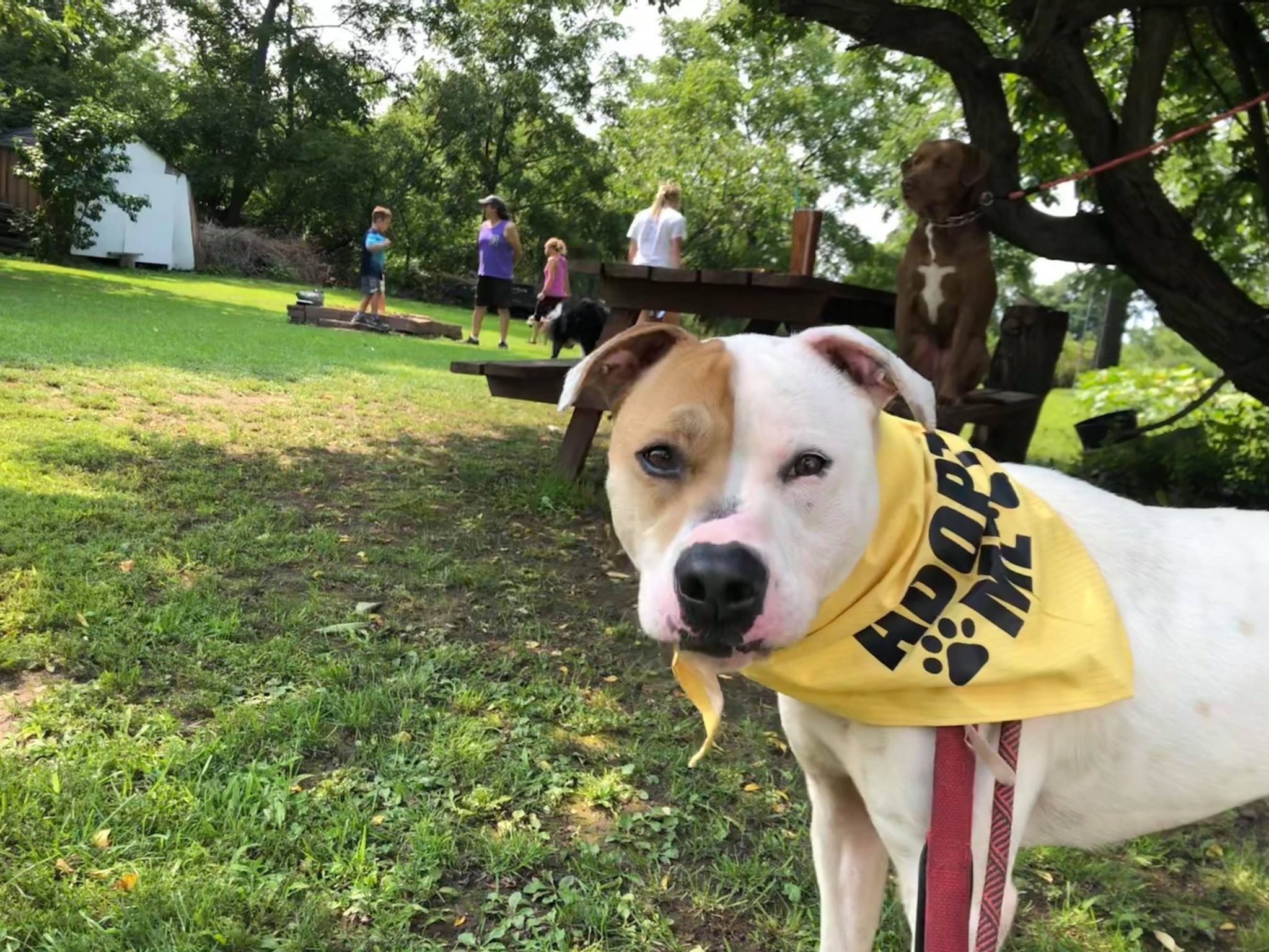 Rayse (20201209-01), an adoptable American Bulldog in Niagara Falls, ON, L2E 5J4 | Photo Image 2