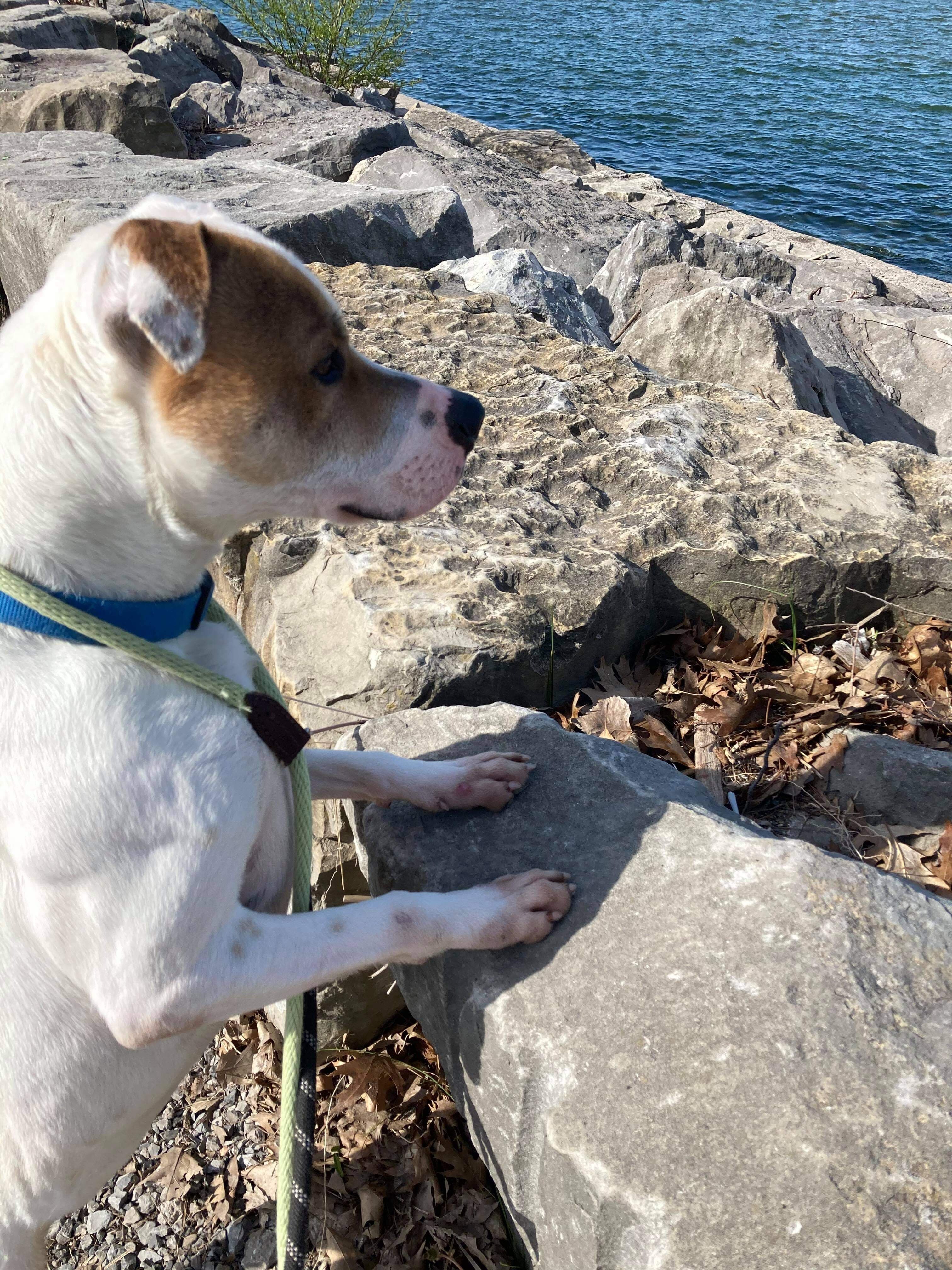 Rayse (20201209-01), an adoptable American Bulldog in Niagara Falls, ON, L2E 5J4 | Photo Image 3