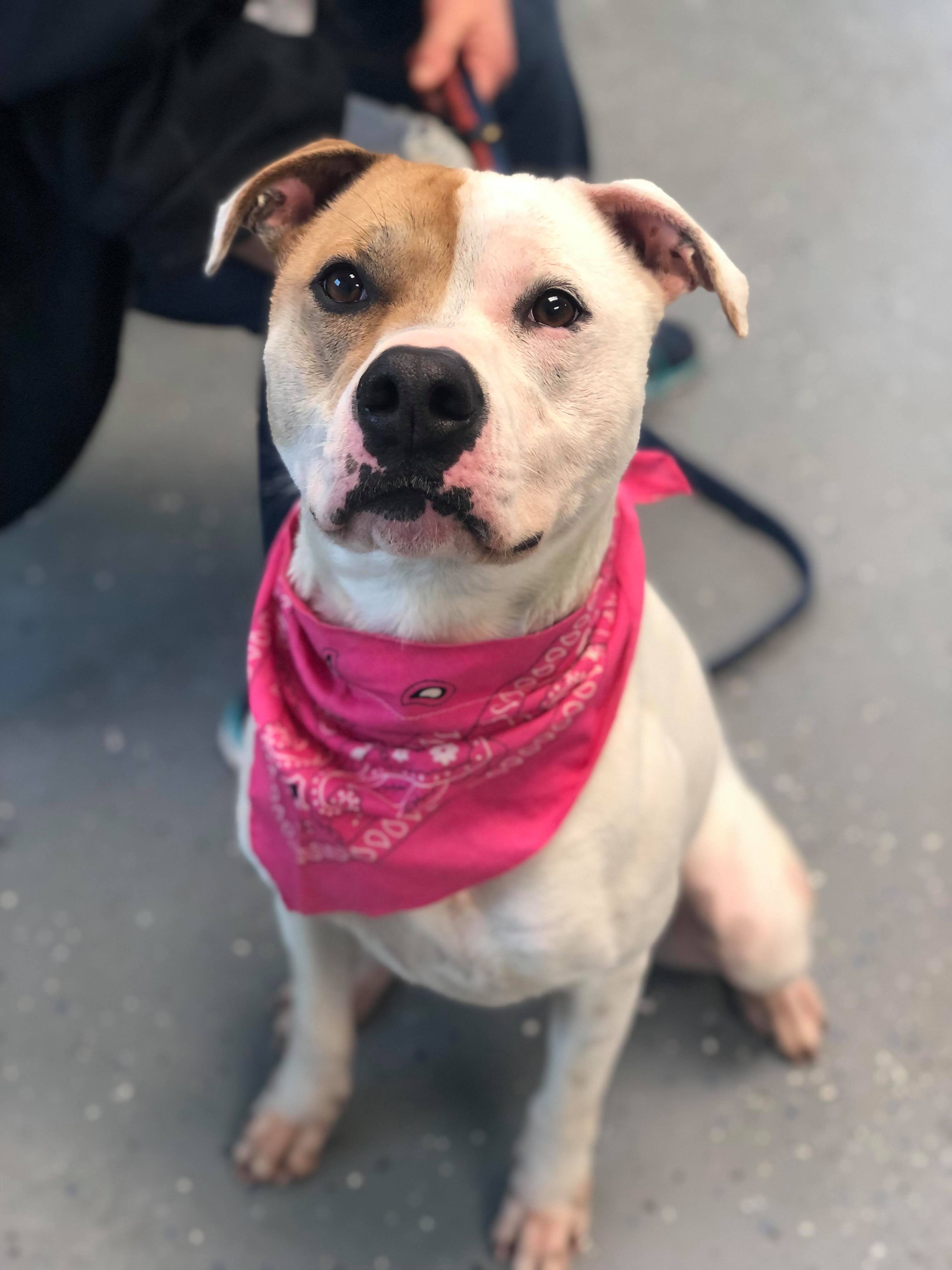 Rayse (20201209-01), an adoptable American Bulldog in Niagara Falls, ON, L2E 5J4 | Photo Image 4