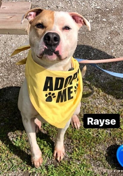 Rayse (20201209-01), an adoptable American Bulldog in Niagara Falls, ON, L2E 5J4 | Photo Image 1