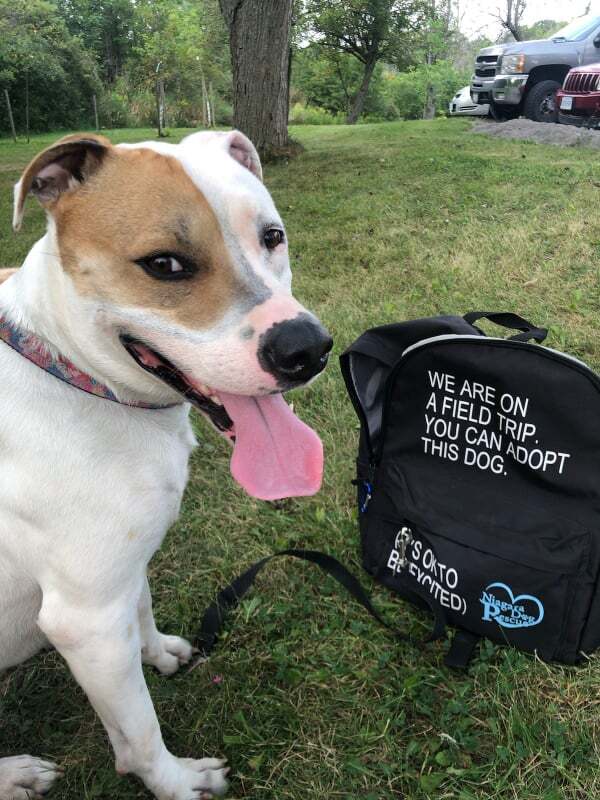 Rayse (20201209-01), an adoptable American Bulldog in Niagara Falls, ON, L2E 5J4 | Photo Image 5
