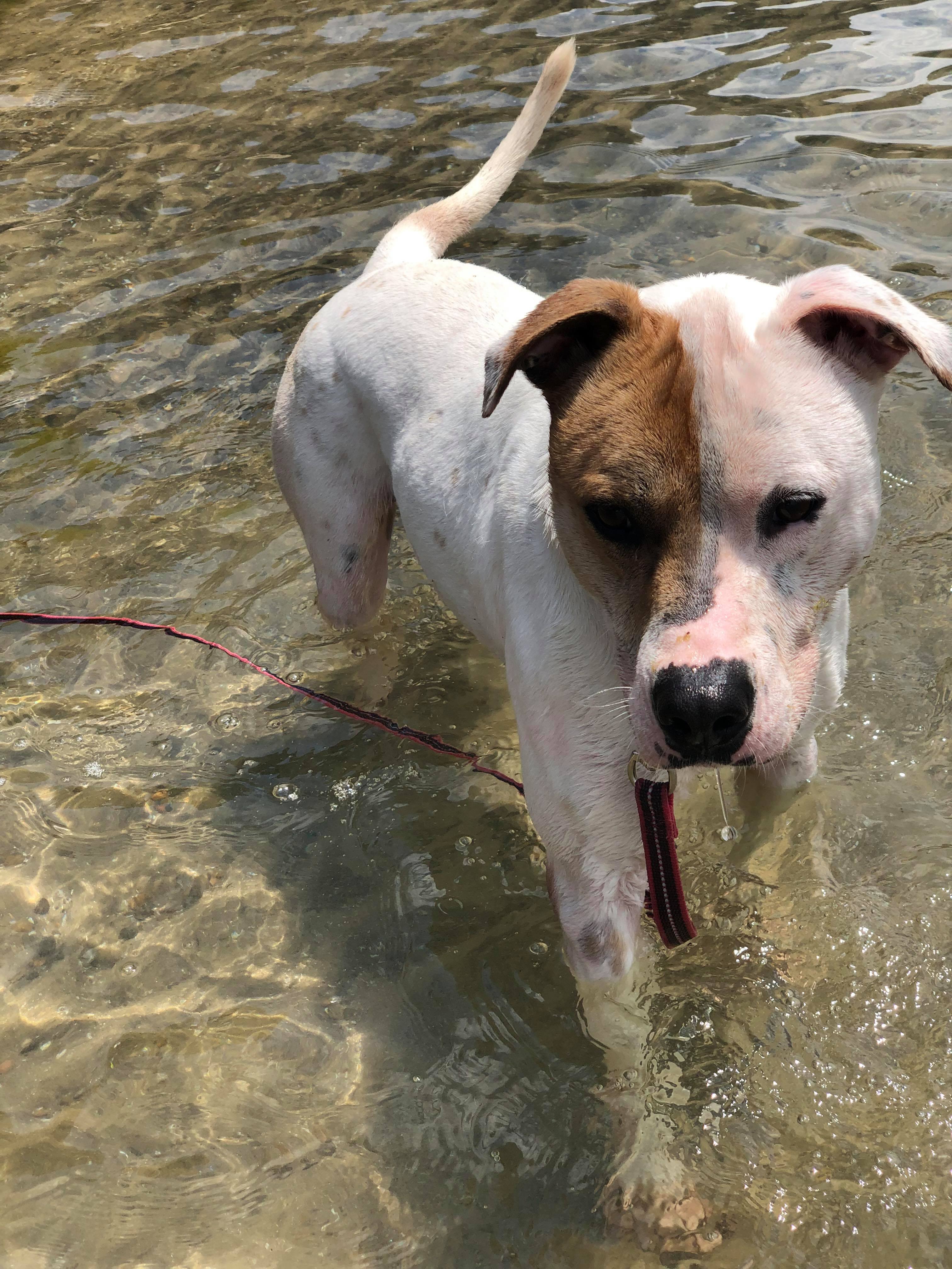 Rayse (20201209-01), an adoptable American Bulldog in Niagara Falls, ON, L2E 5J4 | Photo Image 6