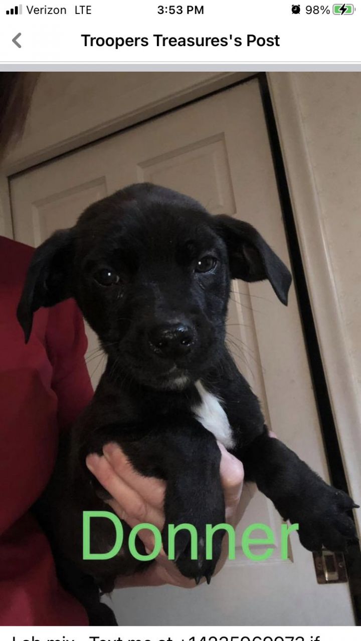 Dog For Adoption Donner A Labrador Retriever Mix In Chattanooga Tn Petfinder