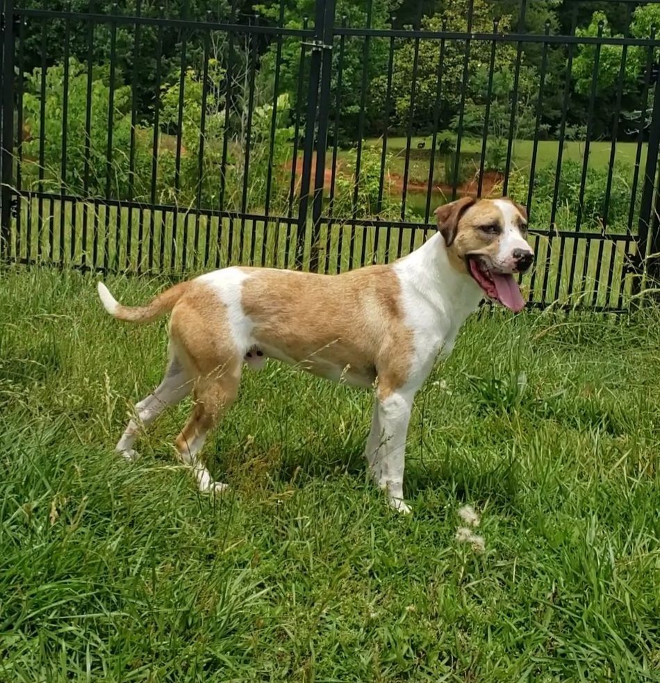 AJAX, an adoptable Catahoula Leopard Dog, Hound in Lancaster, SC, 29720 | Photo Image 2