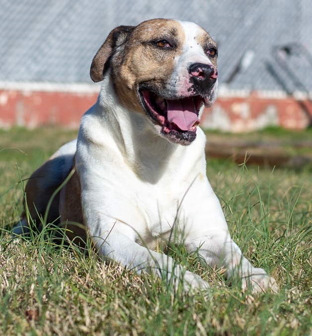 AJAX, an adoptable Catahoula Leopard Dog, Hound in Lancaster, SC, 29720 | Photo Image 1