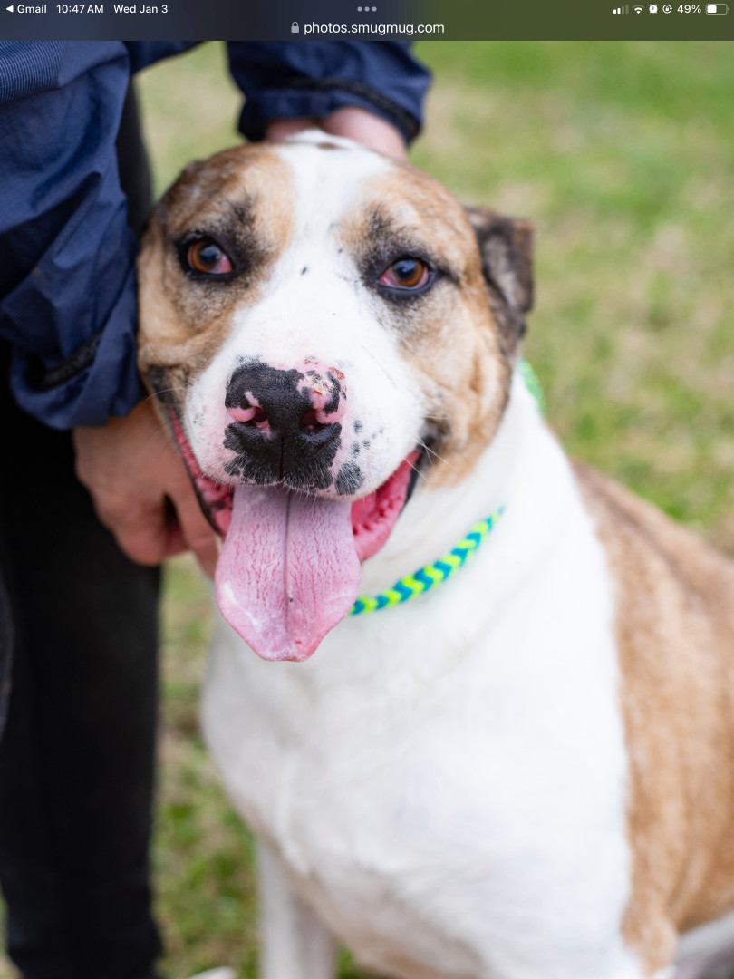 AJAX, an adoptable Catahoula Leopard Dog, Hound in Lancaster, SC, 29720 | Photo Image 3