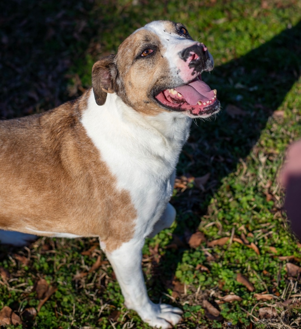 AJAX, an adoptable Catahoula Leopard Dog, Hound in Lancaster, SC, 29720 | Photo Image 4