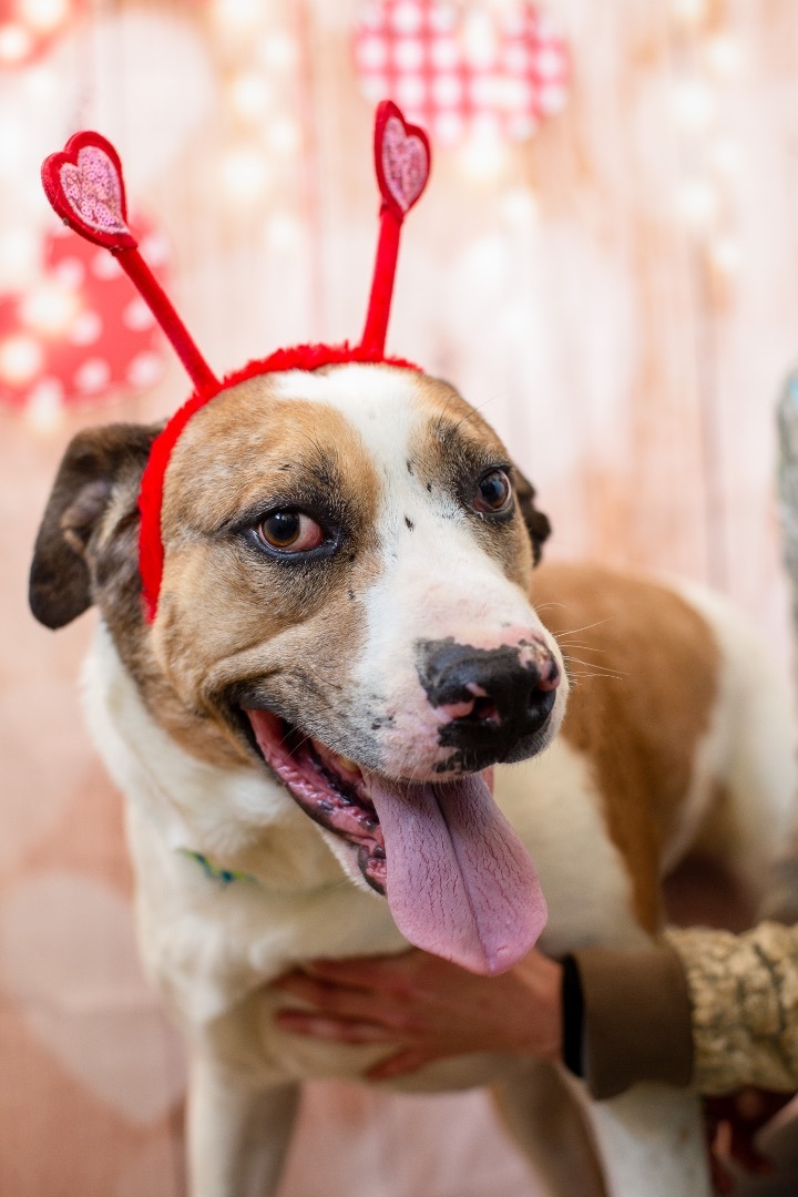 AJAX, an adoptable Catahoula Leopard Dog, Hound in Lancaster, SC, 29720 | Photo Image 6