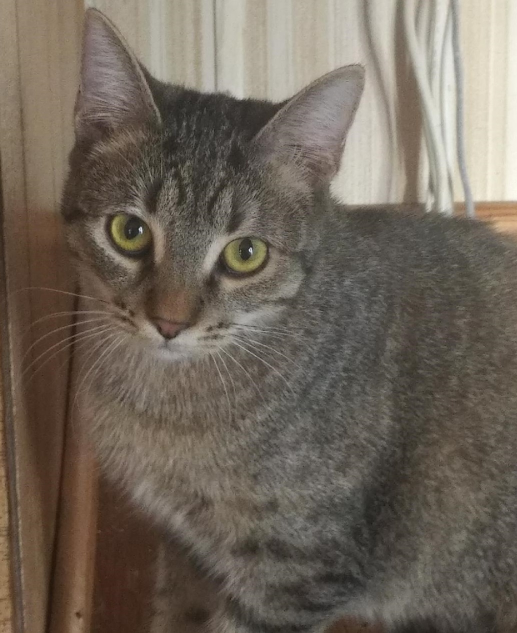 Rebel, an adoptable Torbie, Domestic Short Hair in Las Cruces, NM, 88001 | Photo Image 1