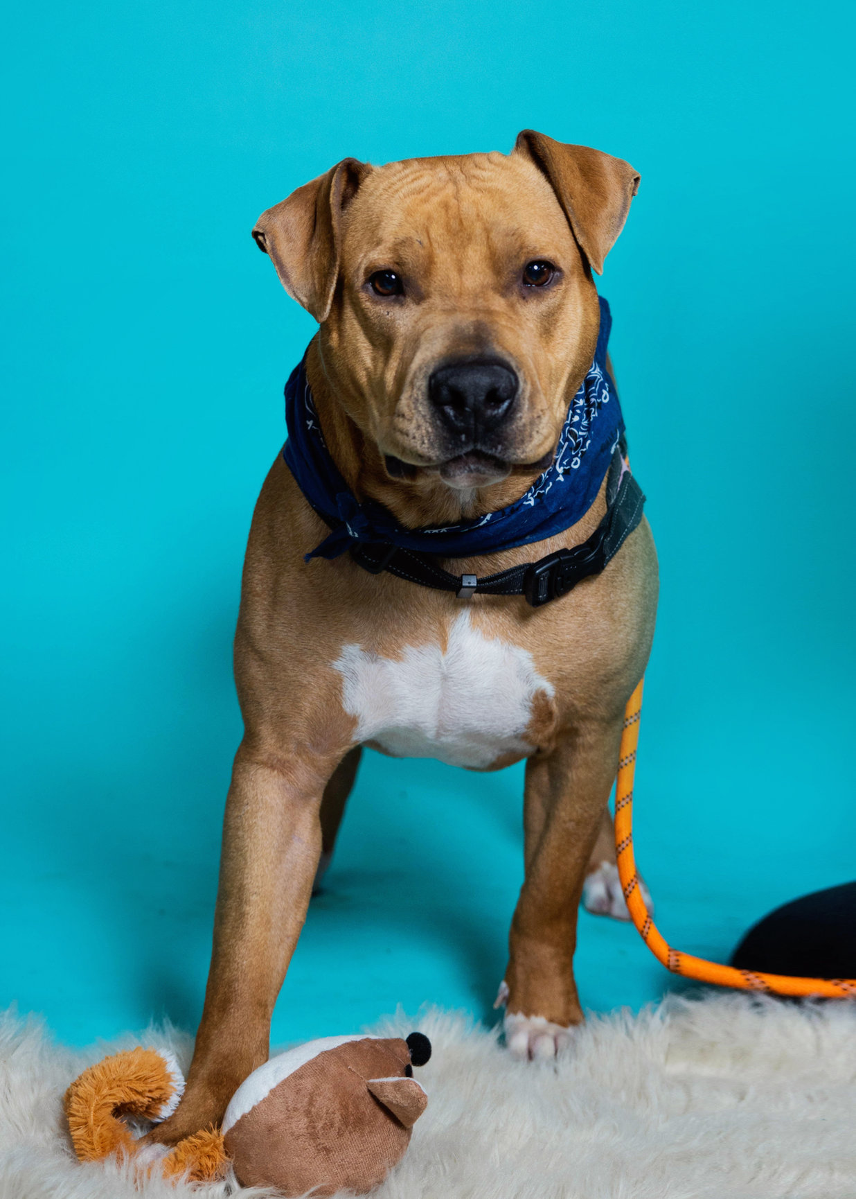 Tigger, an adoptable Pit Bull Terrier in Trenton, MO, 64683 | Photo Image 2