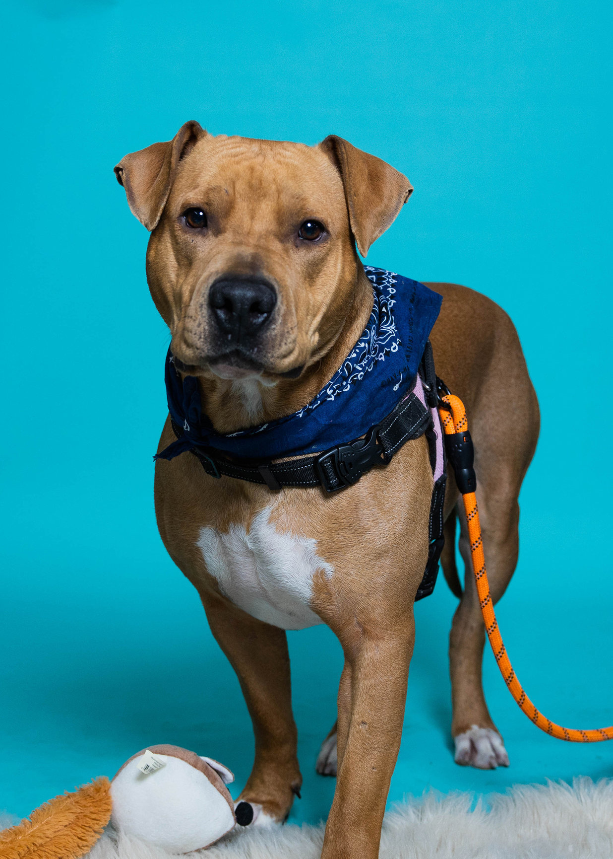 Tigger, an adoptable Pit Bull Terrier in Trenton, MO, 64683 | Photo Image 1