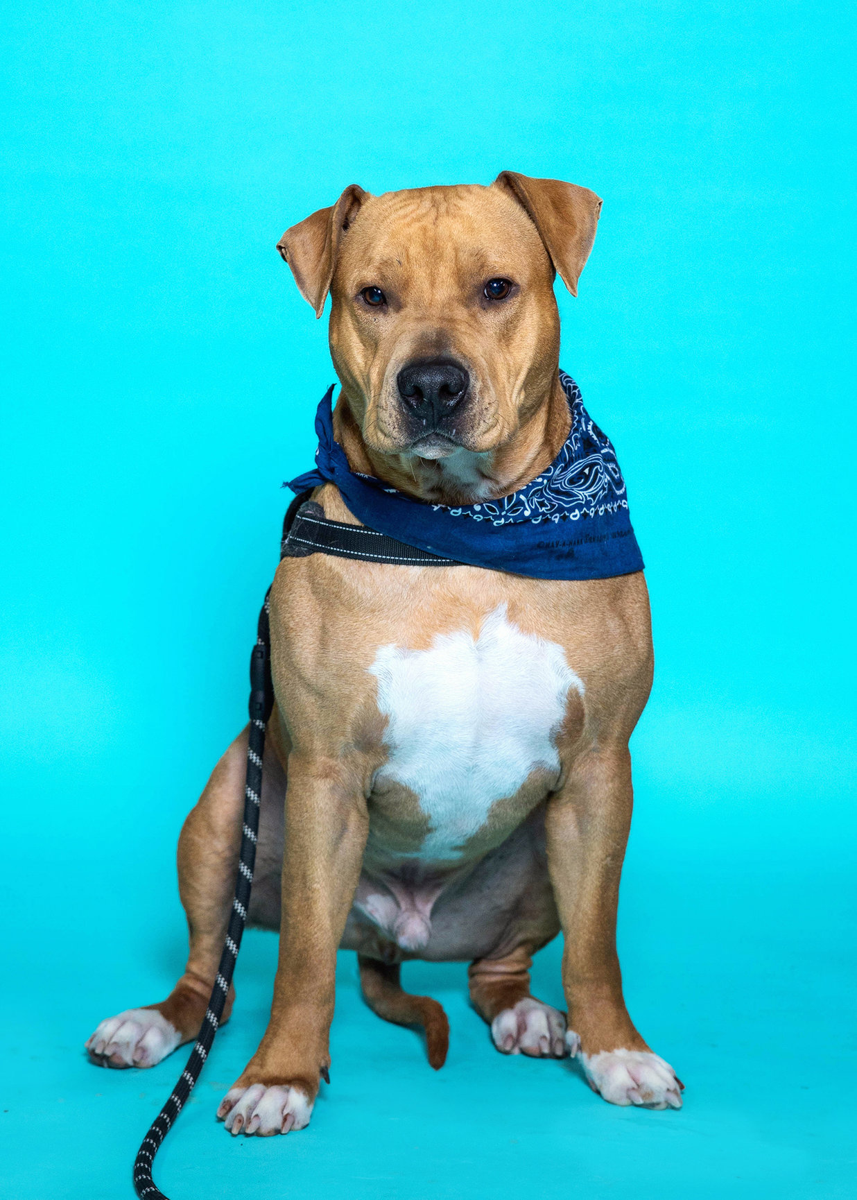 Tigger, an adoptable Pit Bull Terrier in Trenton, MO, 64683 | Photo Image 3