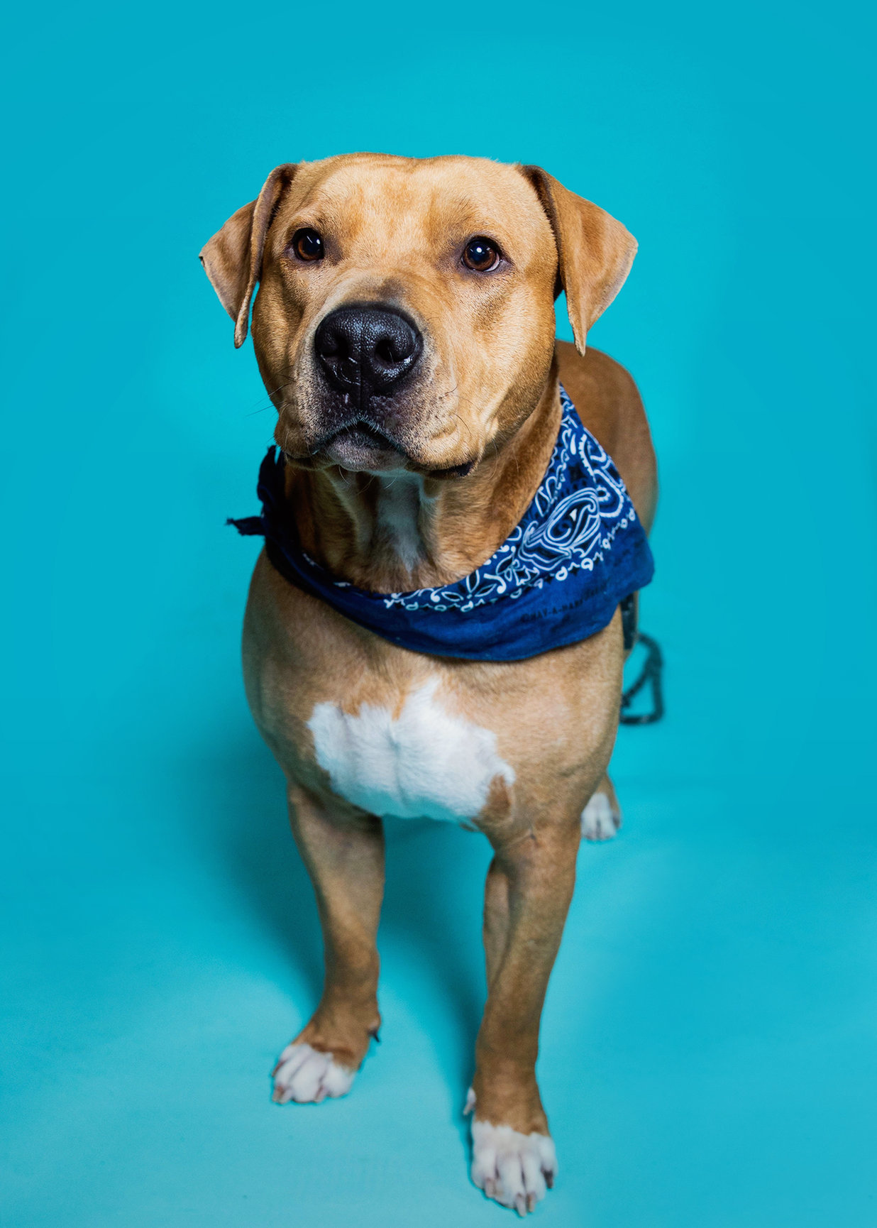 Tigger, an adoptable Pit Bull Terrier in Trenton, MO, 64683 | Photo Image 5