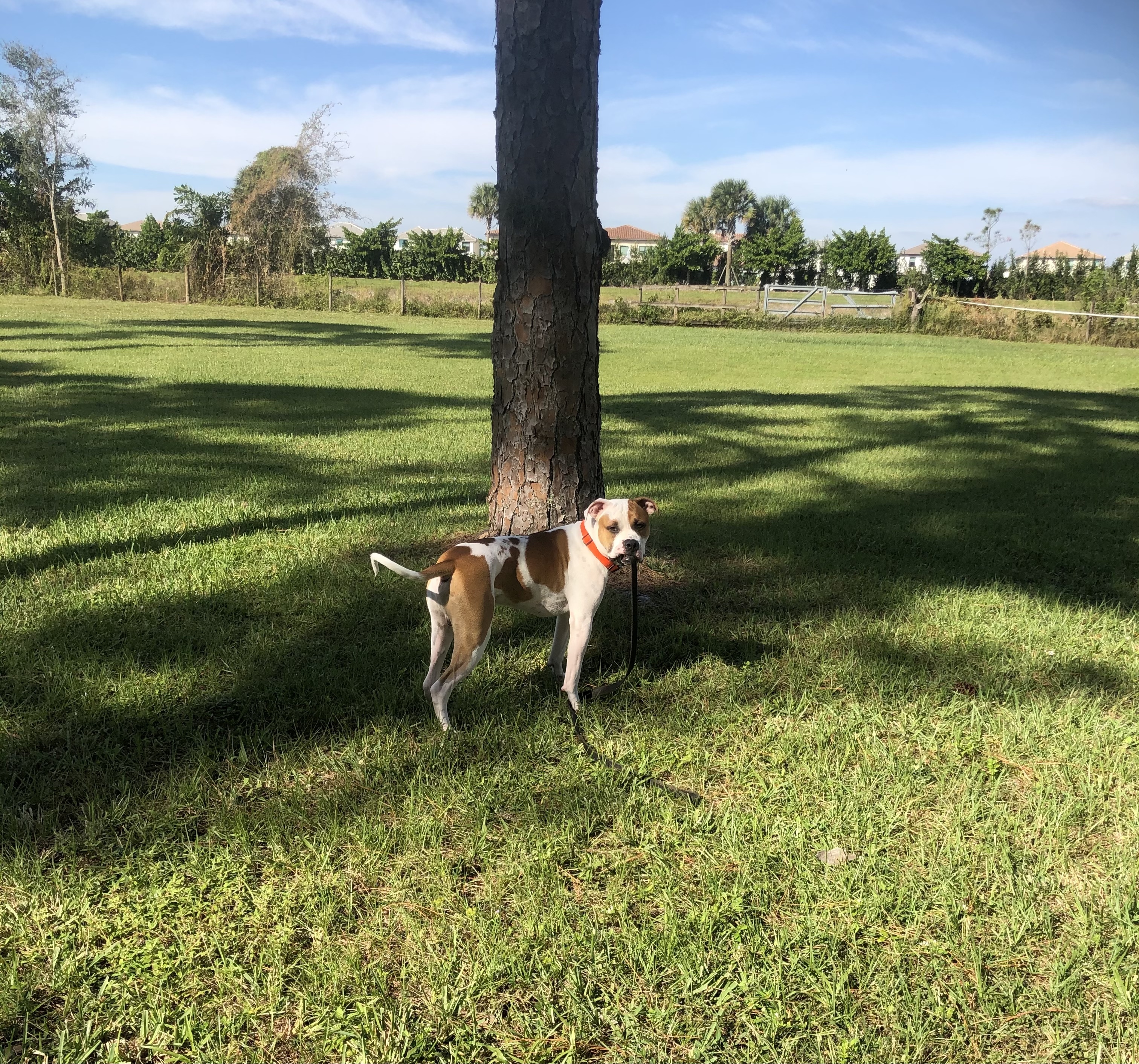 Bentley - Winston, an adoptable American Bulldog in Lake Worth, FL, 33463 | Photo Image 2
