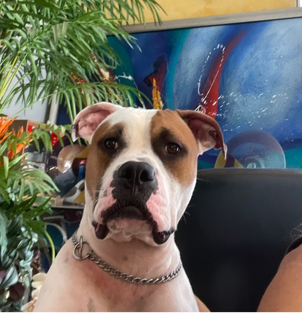 Bentley - Winston, an adoptable American Bulldog in Lake Worth, FL, 33463 | Photo Image 1