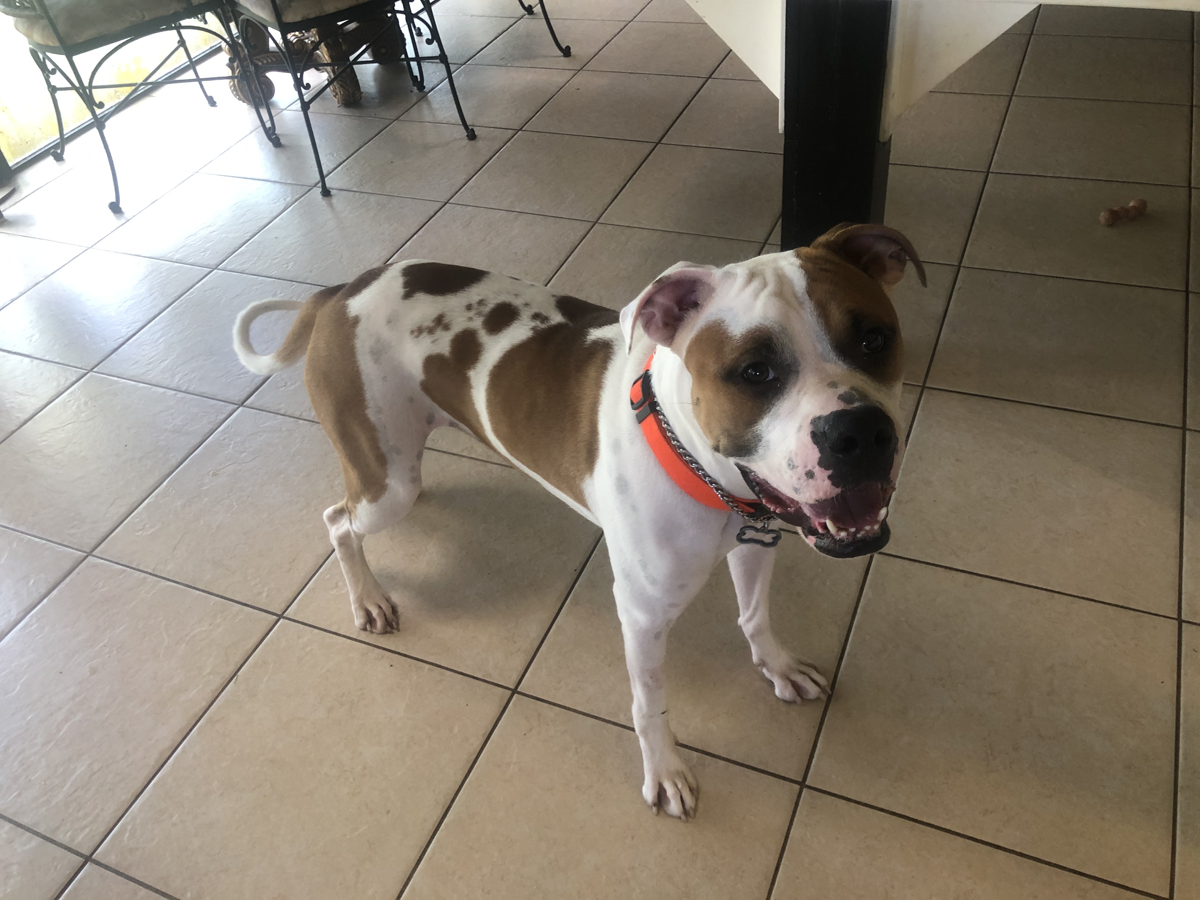 Bentley - Winston, an adoptable American Bulldog in Lake Worth, FL, 33463 | Photo Image 3