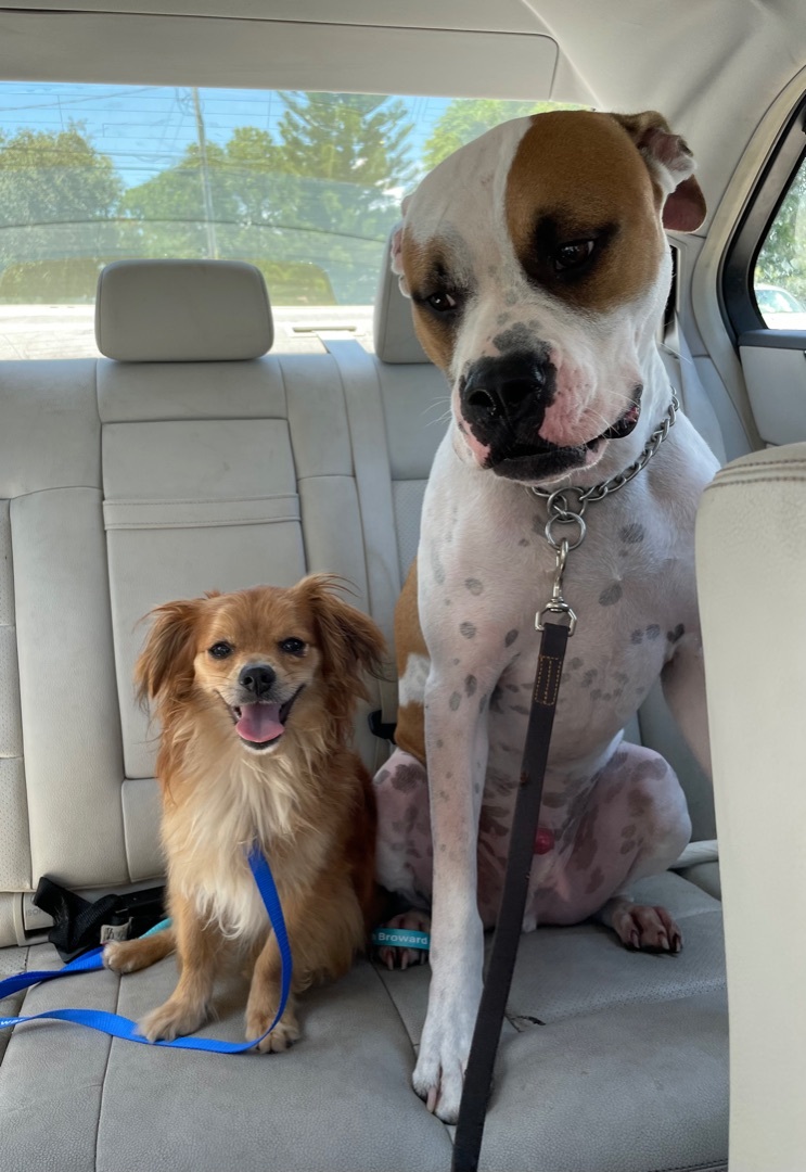 Bentley - Winston, an adoptable American Bulldog in Lake Worth, FL, 33463 | Photo Image 4