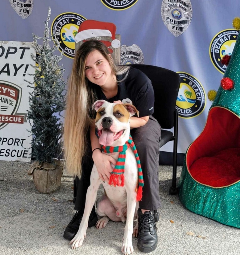 Bentley - Winston, an adoptable American Bulldog in Lake Worth, FL, 33463 | Photo Image 6