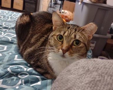 Equinox, an adoptable Domestic Short Hair in Camden, SC, 29021 | Photo Image 1