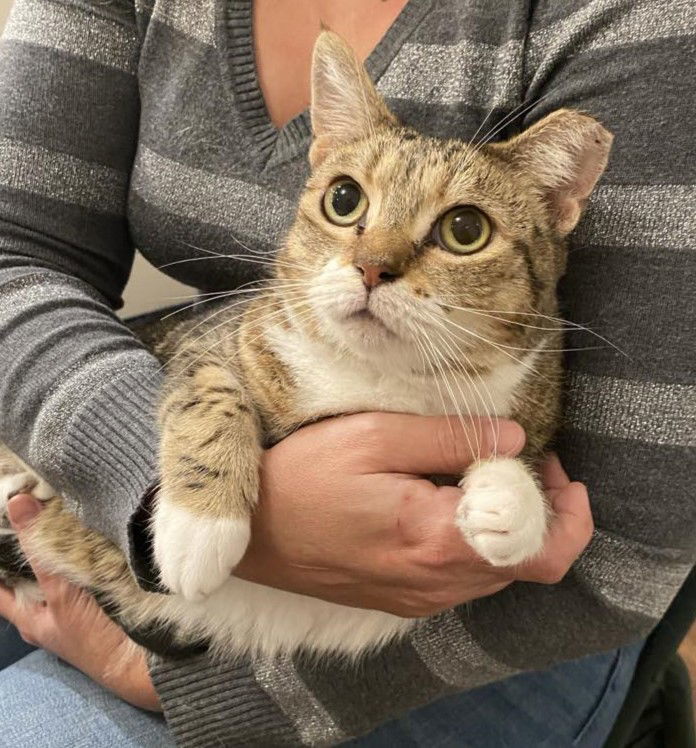 Nebula, an adoptable Domestic Short Hair in Camden, SC, 29021 | Photo Image 1