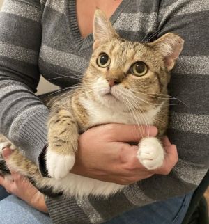 Nebula, Young Female unknown