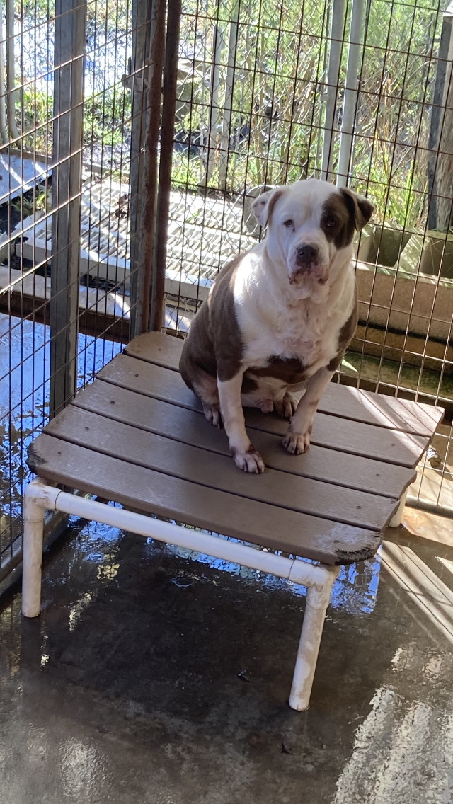 Dallas, an adoptable American Bulldog in Jacksonville, FL, 32234 | Photo Image 2
