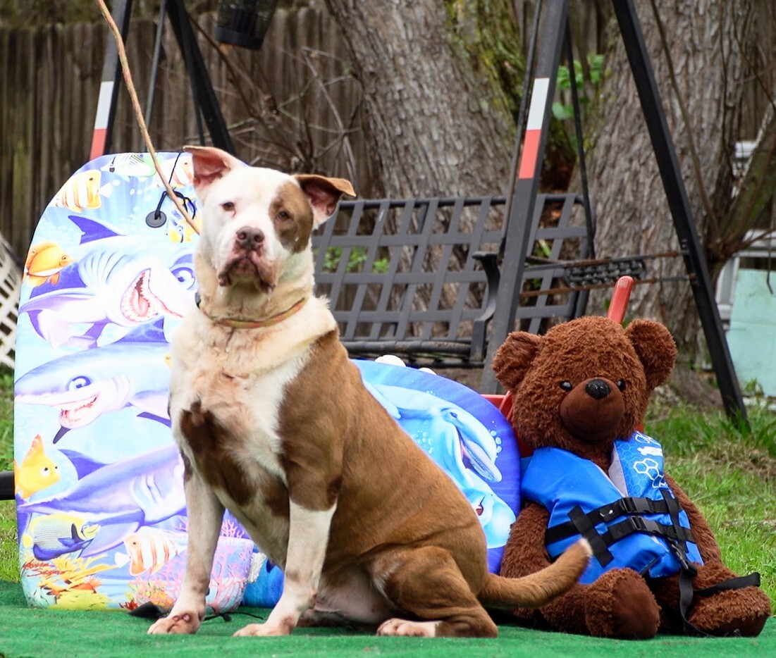 Dallas, an adoptable American Bulldog in Jacksonville, FL, 32234 | Photo Image 1