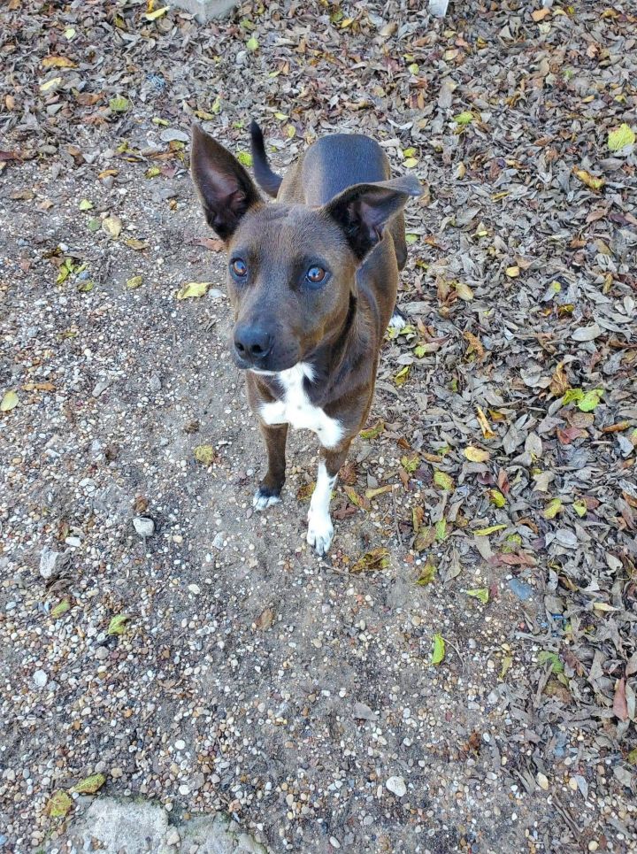 Olivia, an adopted Australian Cattle Dog / Blue Heeler Mix in Corsicana, TX_image-2