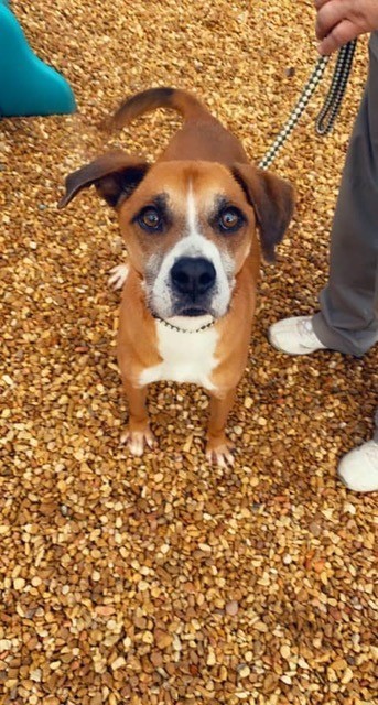 Duke - Resident Angel (Permanent Sanctuary Foster), an adoptable Boxer, Hound in Quentin, PA, 17083 | Photo Image 2