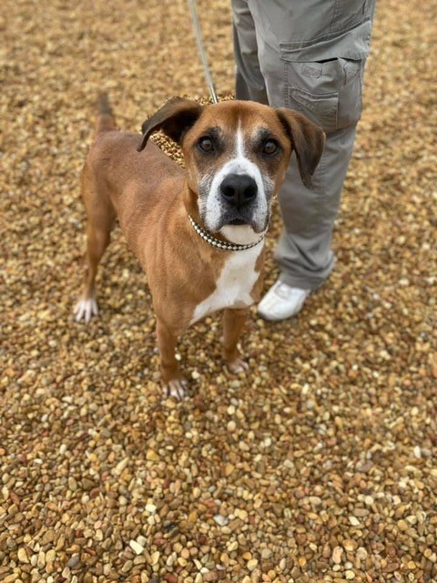 Duke - Resident Angel (Permanent Sanctuary Foster), an adoptable Boxer, Hound in Quentin, PA, 17083 | Photo Image 3