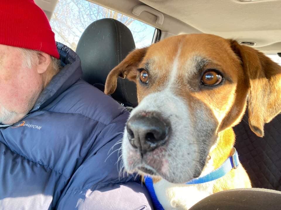 Duke - Resident Angel (Permanent Sanctuary Foster), an adoptable Boxer, Hound in Quentin, PA, 17083 | Photo Image 1