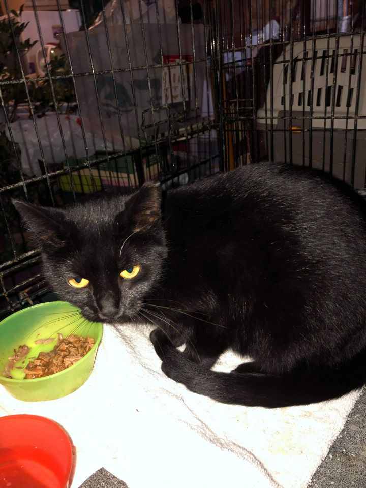 Midnight, an adopted Domestic Short Hair Mix in Toast, NC_image-1