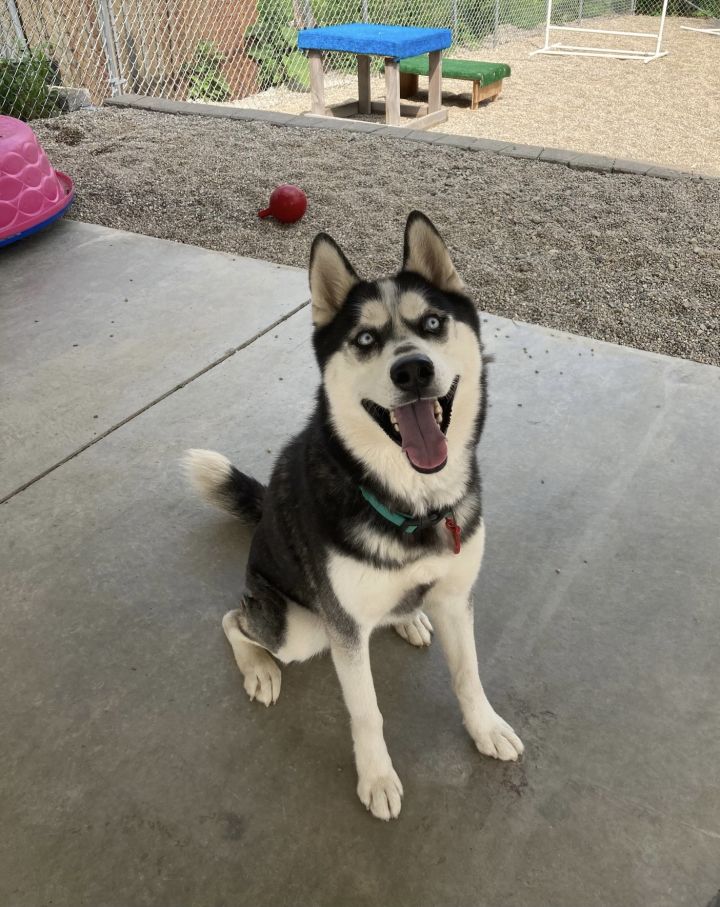 Ike, an adopted Husky Mix in Oxford, MI_image-1