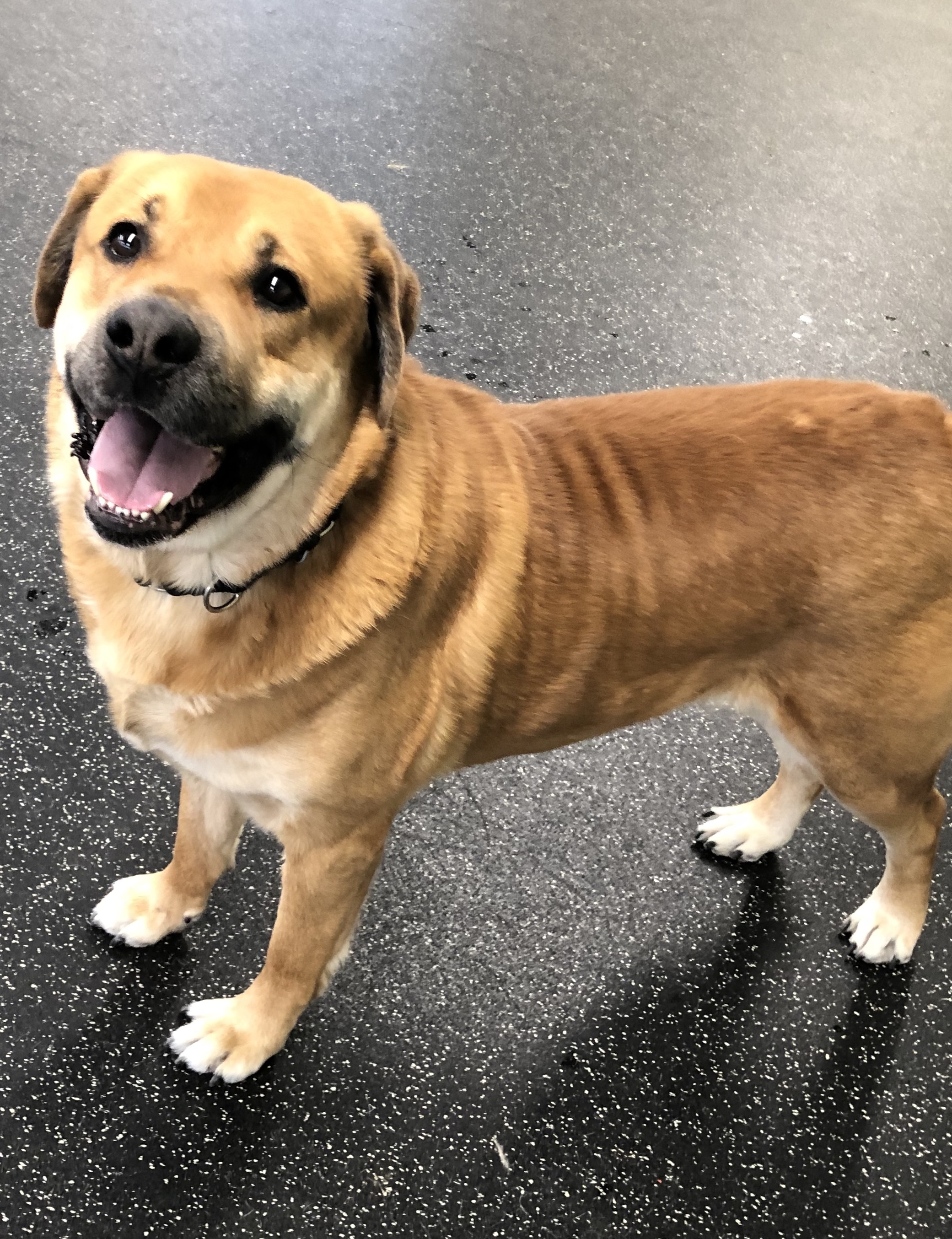 Wolf, an adoptable Labrador Retriever, Rottweiler in Belmont, NY, 14813 | Photo Image 2