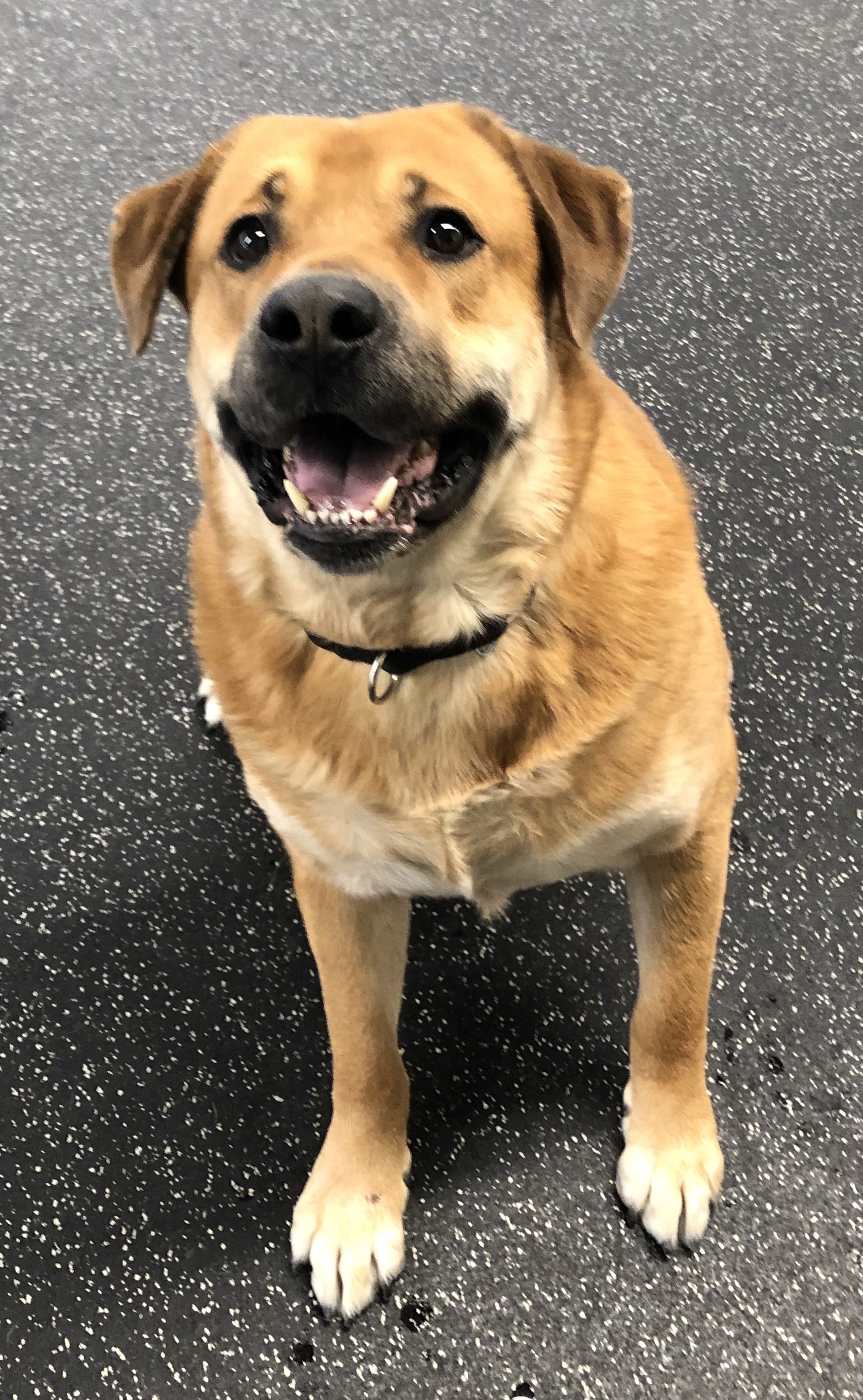 Wolf, an adoptable Labrador Retriever, Rottweiler in Belmont, NY, 14813 | Photo Image 3