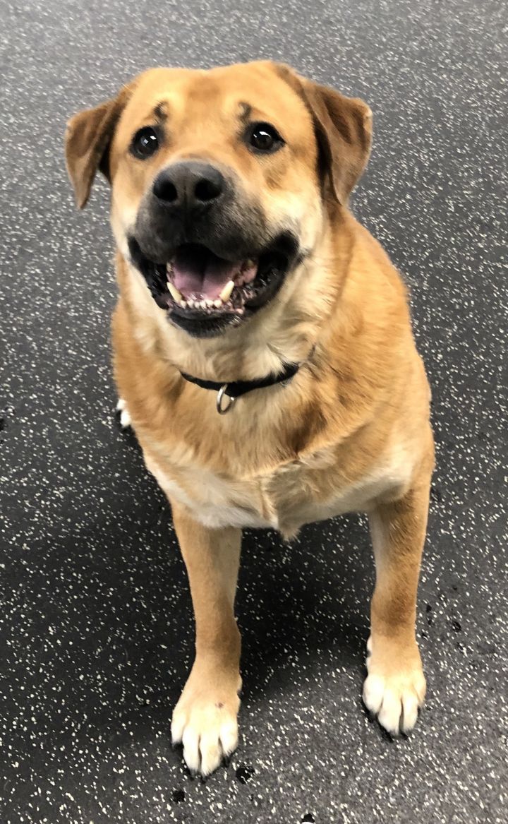 wolf lab mix