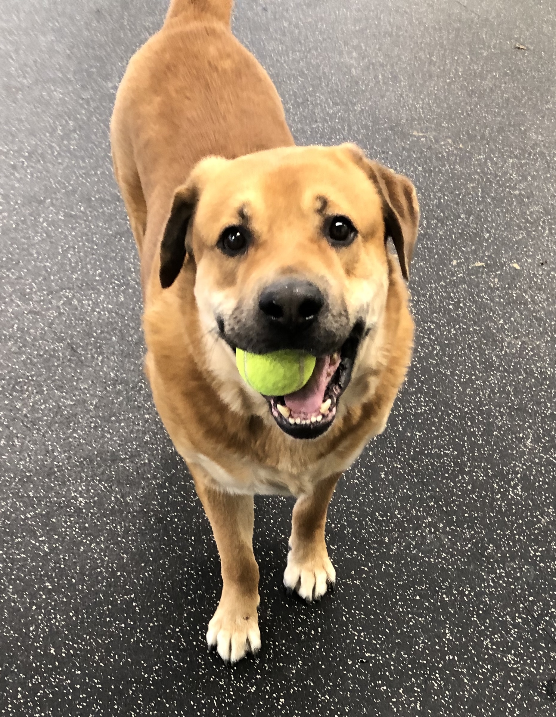 Wolf, an adoptable Labrador Retriever, Rottweiler in Belmont, NY, 14813 | Photo Image 4