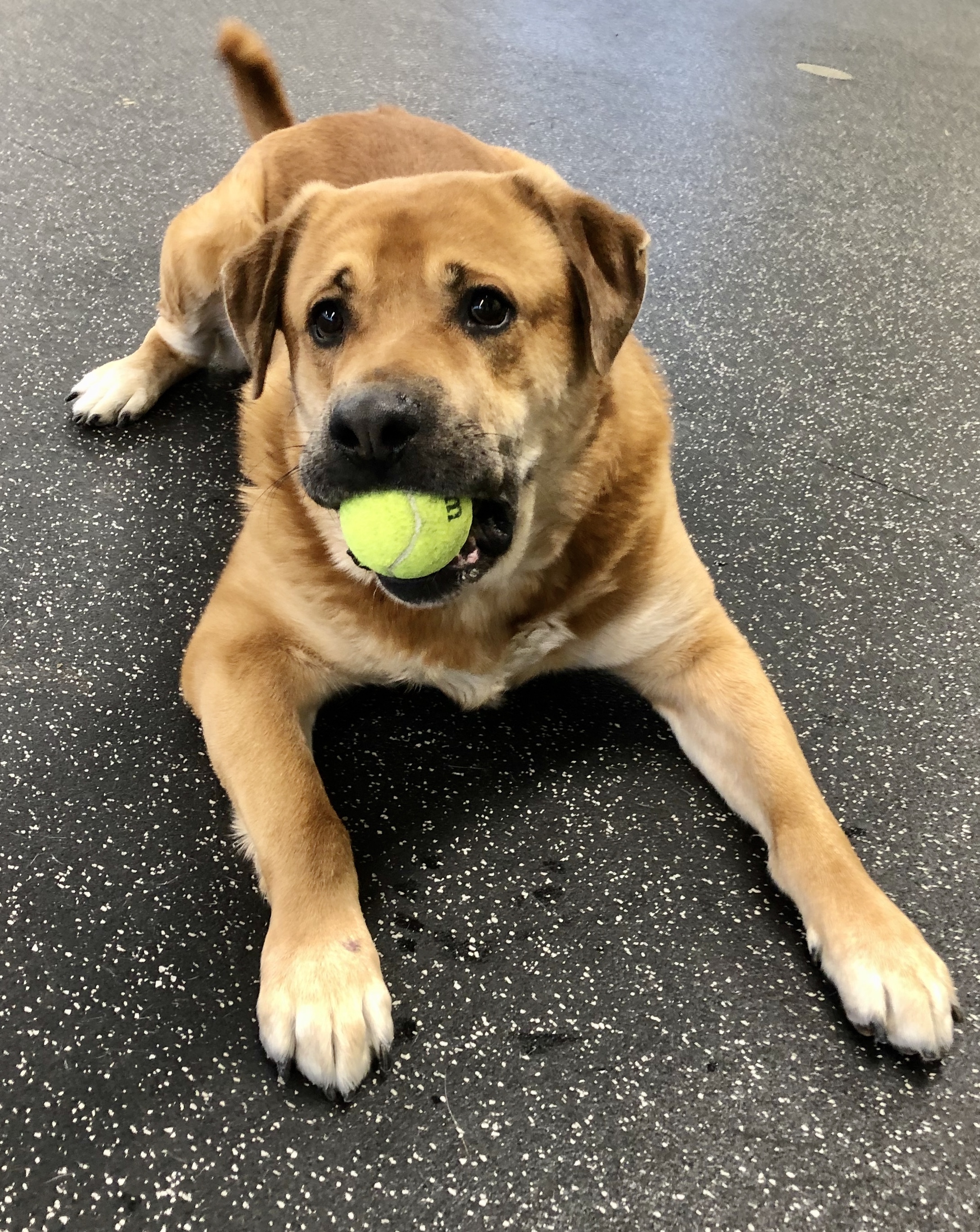 Wolf, an adoptable Labrador Retriever, Rottweiler in Belmont, NY, 14813 | Photo Image 5