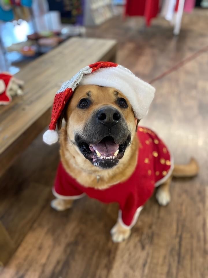 Wolf, an adoptable Labrador Retriever, Rottweiler in Belmont, NY, 14813 | Photo Image 1