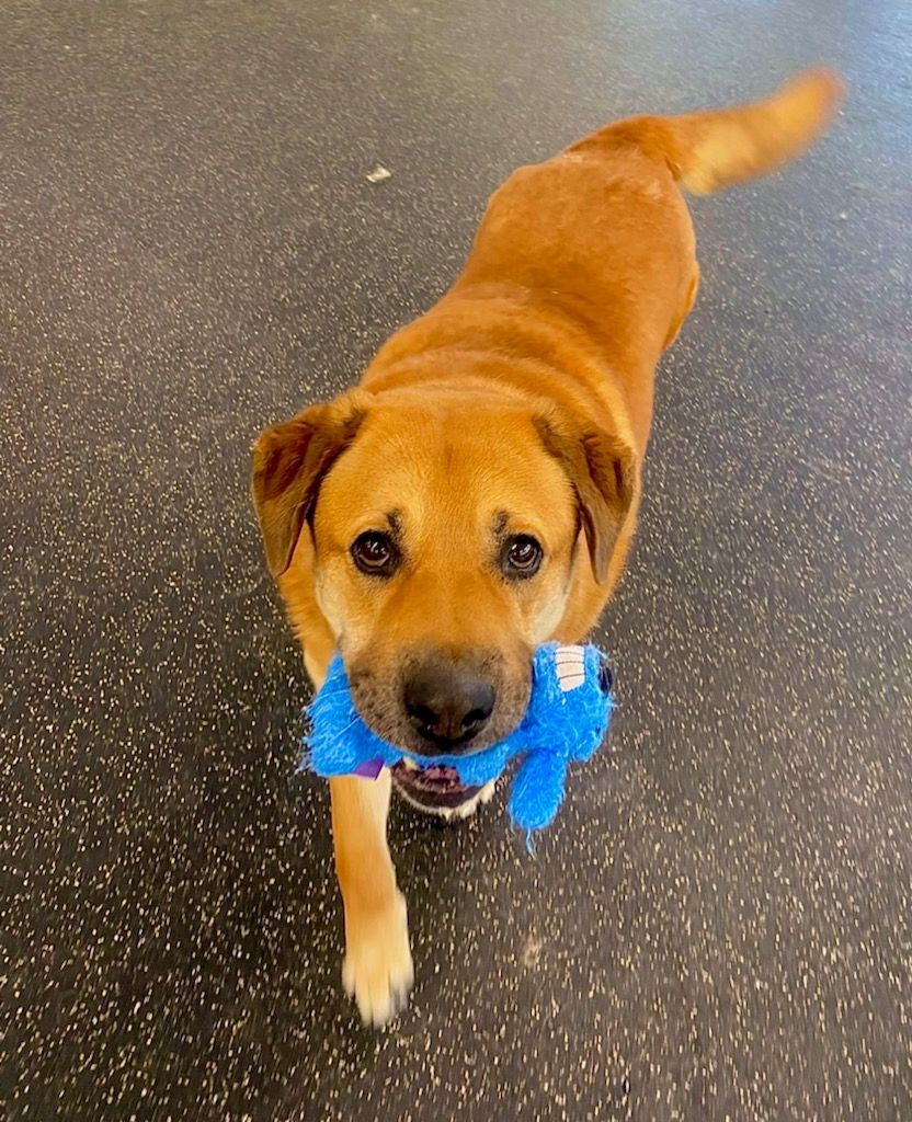 Wolf, an adoptable Labrador Retriever, Rottweiler in Belmont, NY, 14813 | Photo Image 6