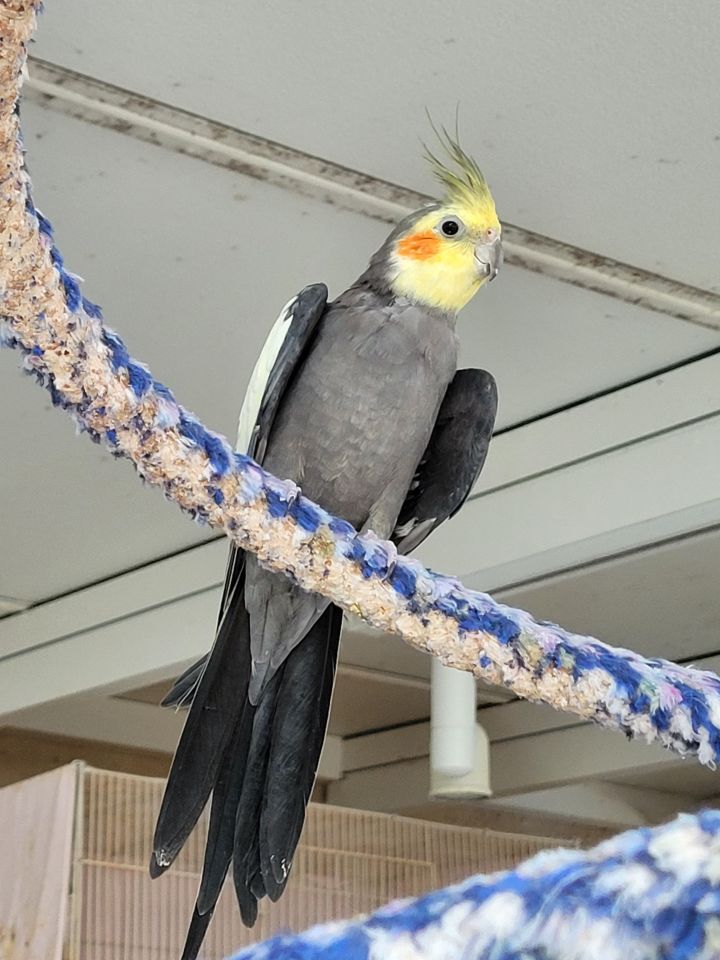 Cockatiel adoption 2024 near me