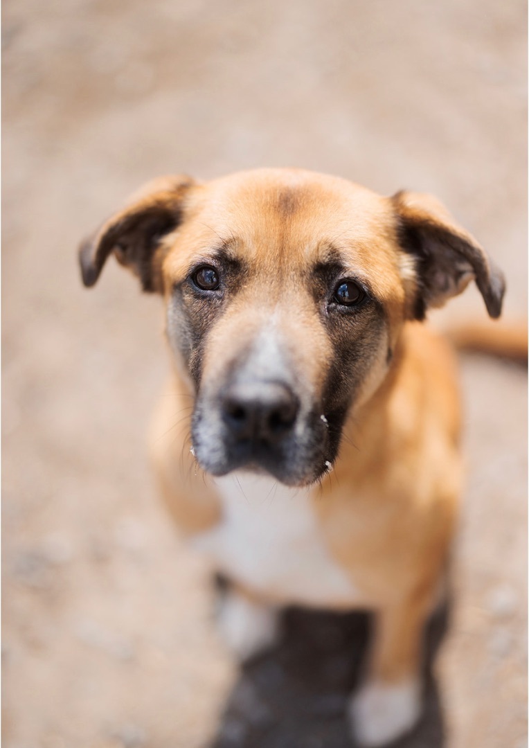 Maggie, an adoptable Labrador Retriever, Boxer in Vaudreuil-Dorion, QC, J7V 8P2 | Photo Image 5
