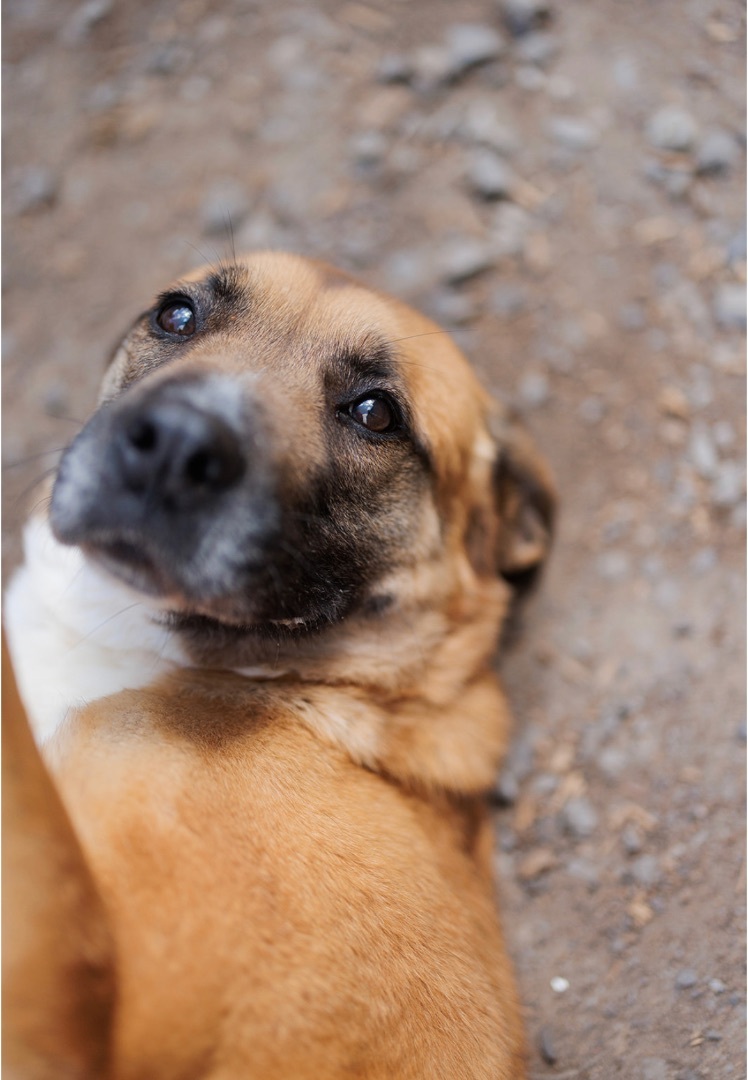 Maggie, an adoptable Labrador Retriever, Boxer in Vaudreuil-Dorion, QC, J7V 8P2 | Photo Image 6
