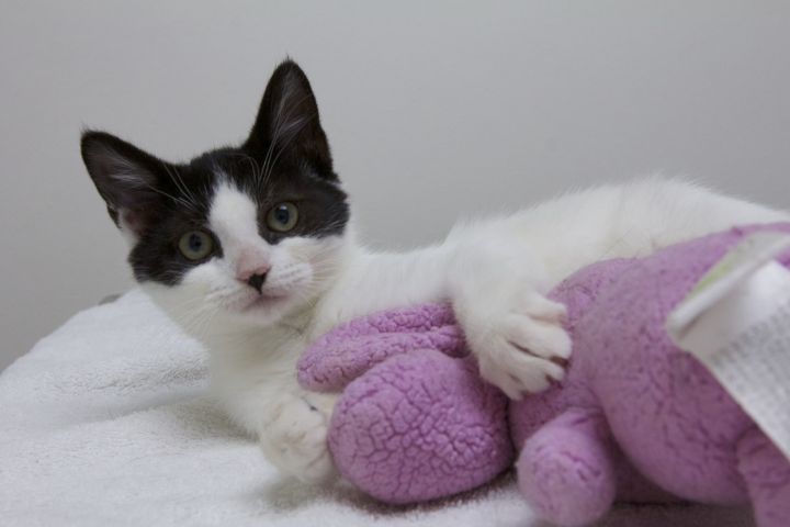 Cat for adoption - Penguin, a Domestic Short Hair in ...