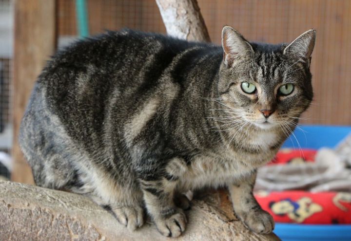 Chloe, an adoptable Domestic Short Hair & Tabby Mix in Charles Town, WV_image-2