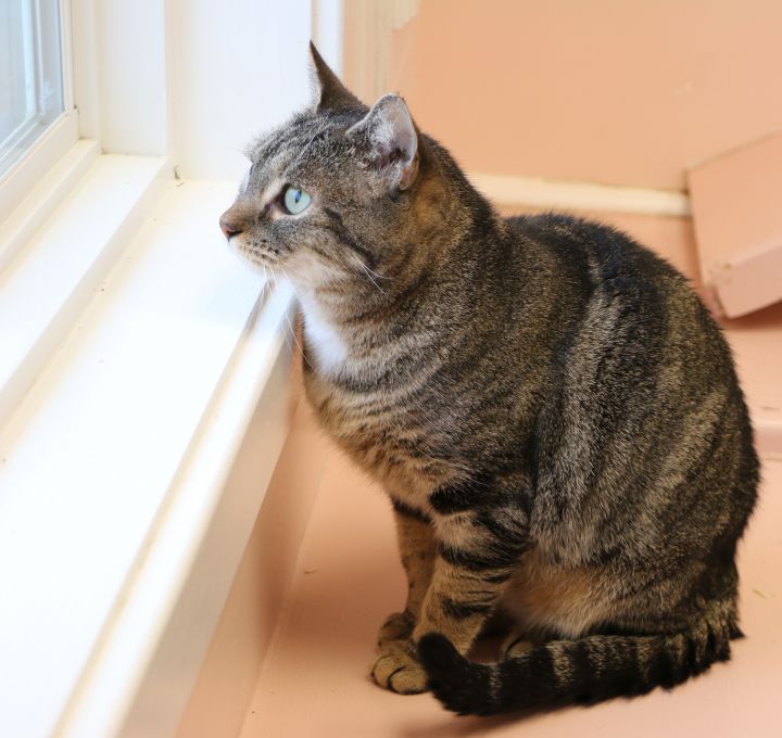 Chloe, an adoptable Domestic Short Hair & Tabby Mix in Charles Town, WV_image-3