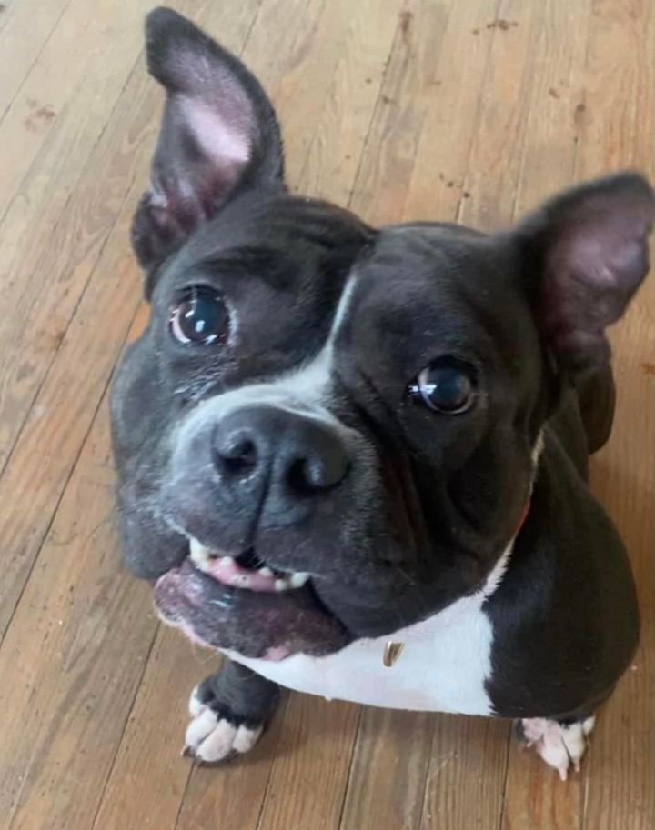 french american bulldog mix